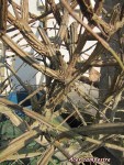 acerc001_250317a.jpg