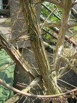 acerc001_250317b.jpg