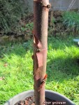 acer-gris01_250317b.jpg