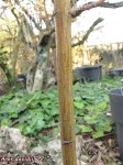 acer-davidii-em_250318a.jpg