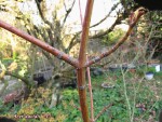 acer-davidii-em_250318b.jpg