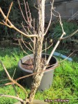acer-triflorum_250317a.jpg