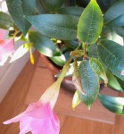 Dipladenia_Insectes_03251.jpg