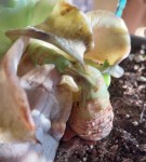 plante1