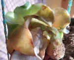 plante2