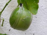 B pass edulis remodele (2).jpg