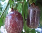 3 frut edulis remodelé.jpg