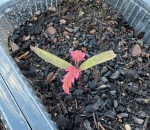 IMG_0781.jpeg