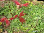 acerphoenix_250321a.jpg