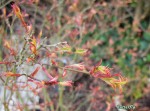 acerp_but01_250321a.jpg