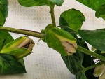 passif imperatrice eugénie fleurs qui ne s ouvrent pas.jpg