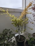 KATSURA.jpg