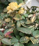 IMG_2430.jpeg