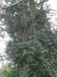 Eleagnus pin.jpg