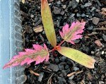 IMG_0808.jpeg