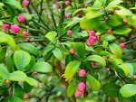 MICROCITRUS fleurs.jpg
