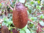 microcitrus fruit mature 4.jpg