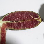 microcitrus sanguin 5.jpg