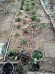 Compress_20250329_114037_7645.jpg