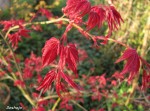 acerp-deshojo_250331a.jpg