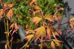 OrangeDream3103251.JPG