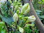 fleur citron poire.jpg