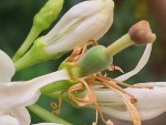 citron poire nouaison.jpg
