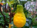 Citron poire du commandeur ou lumia pyriformis.jpg