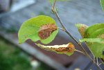 DSC_005079.jpg