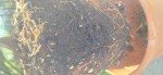 IMG_20250406_165108.jpg