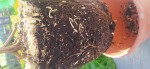 IMG_20250406_165056.jpg
