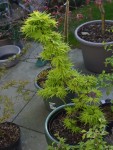 Mikawa060425.JPG