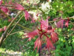 acerp-gwensro_250406a.jpg