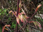 acerp-Ukigumo_250406a.jpg