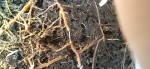 IMG_20250406_200524.jpg