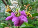 goji fleur.jpg