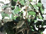Elaeagnus.JPG