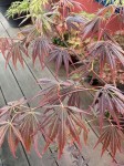 IMG_0863.jpeg