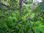 sapote immatures---.jpg