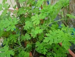 1 GERANIUM ROSAT.jpg