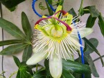 PASSIF CONSTANCE ELIOTT POLLINISEE PAR PASSIF CAER BLEUE.jpg