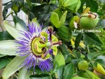 PASSIF CAER. POLLINISEE PAR PASSIF CONSTANCE ELIOTT.jpg
