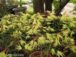 acerp-peaches_250404a.jpg