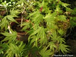 acerp-peaches_250410a.jpg
