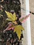 IMG_0865.jpeg