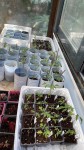 Repiquage tomates.jpg