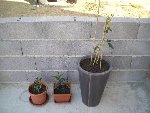 Terrasse 002.JPG