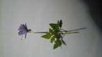 fleurs redimensionnée ok.jpg