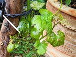 vigne-pousse.jpg