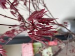 IMG_2544.jpeg
